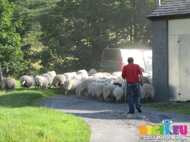 SX28578 Farmer herding sheep